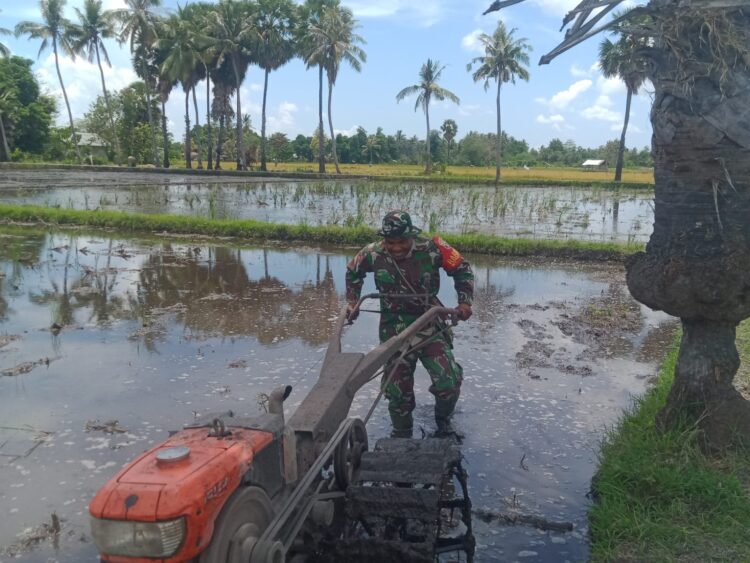 Babinsa Koramil 05/Waingapu Dampingi Petani Olah Sawah Gunakan Traktor