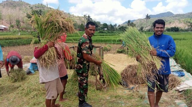 Dukung Program Ketahanan Pangan Nasional, Babinsa Pela Bantu Petani Panen Padi