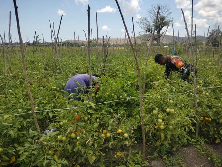 Babinsa Koramil 05/ Waingapu Bantu Warga Panen Tomat