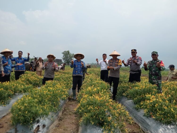 Personel Kodim 1601/Sumba Timur Dan Babinsa Koramil 01/Lewa Menghadiri Kegiatan Ketahanan Pangan Di Desa Binaannya