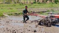 Babinsa Membantu Masyarakat Membajak Sawah Di Desa Binaannya