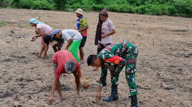 Dukung Ketahanan Pangan Babinsa Koramil 04/Tabundung Bantu Petani Tanam Padi