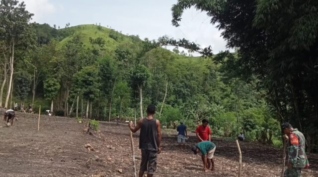 Dukung Ketahanan Pangan, Babinsa Koramil 04/Tabundung Bantu Warga Tanam Padi