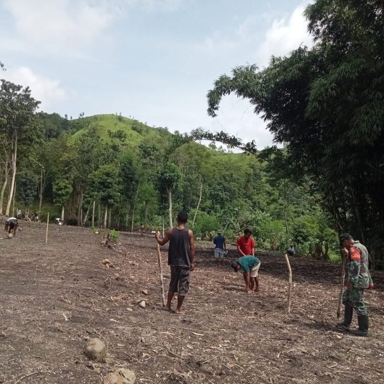 Dukung Ketahanan Pangan, Babinsa Koramil 04/Tabundung Bantu Warga Tanam Padi