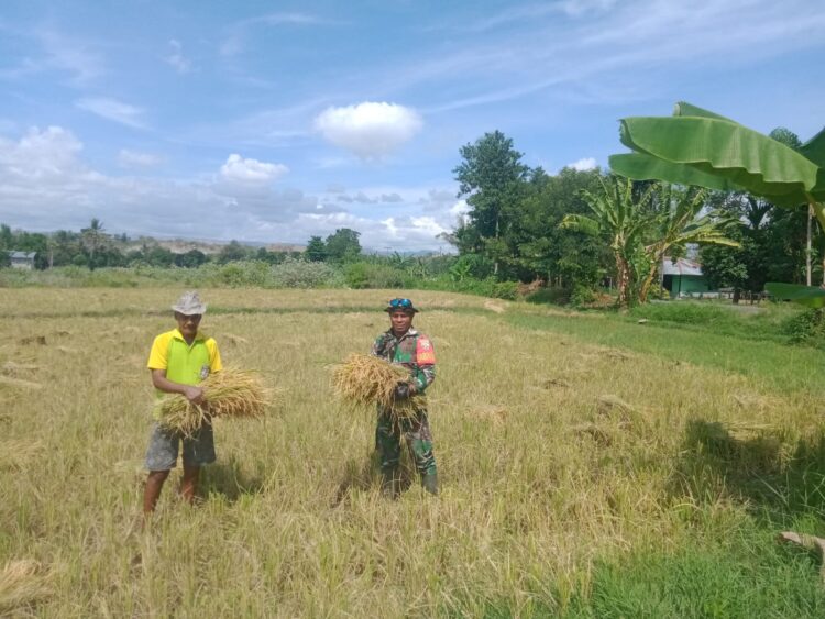 Wujud Nyata Dukung Ketahanan Pangan, Babinsa Koramil 05/Waingapu Bantu Petani Panen Padi