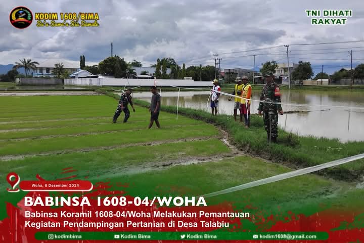 Babinsa 1608-04/Woha Pantau Kegiatan Pertanian di Desa Talabiu Babinsa 1608-04/Woha Pantau Kegiatan Pertanian di Desa Talabiu