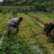 Babinsa Sambangi Petani Cabe Di Wilayah