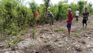 Awal Musim Hujan,Babinsa Koramil 02/Rindi Umalulu Bantu Petani Tanam Jagung