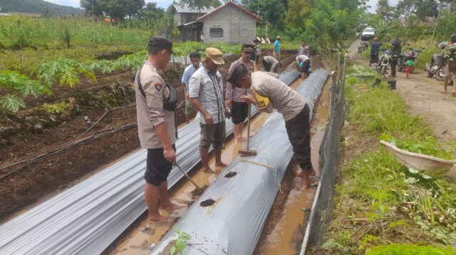 Dukung Program Ketahanan Pangan, Polsek Kuwus Gunakan Dua Hektare Lahan Tanam Cabai dan Wortel