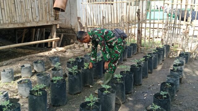 Manfaatkan Lahan Sempit, Babinsa Rindi Umalulu Tanam Tomat dan cabai Dengan Polybag