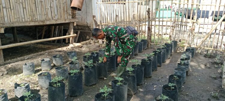 Manfaatkan Lahan Sempit, Babinsa Rindi Umalulu Tanam Tomat dan cabai Dengan Polybag