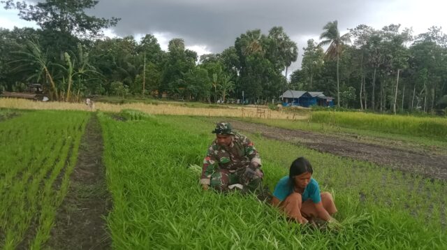 Babinsa Koramil 05/Waingapu Bantu Petani Panen Sayur Di wilayah Binaan