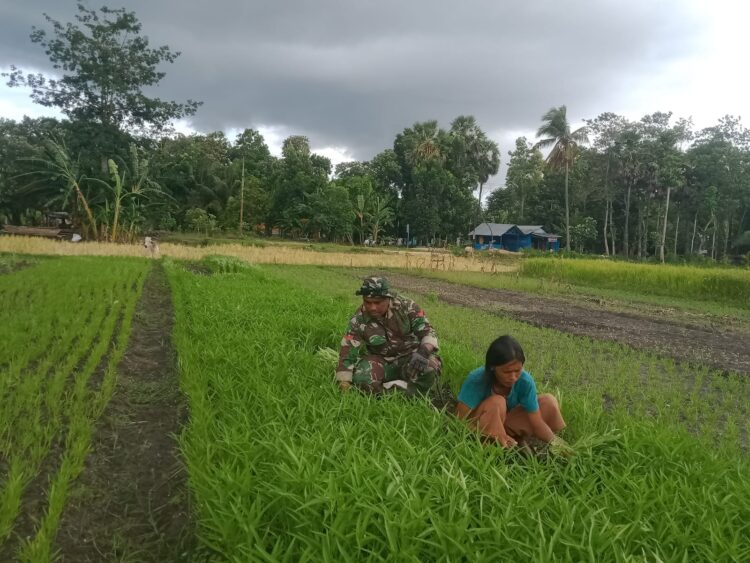Babinsa Koramil 05/Waingapu Bantu Petani Panen Sayur Di wilayah Binaan
