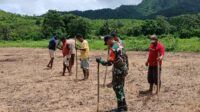 Tingkatkan Ketahanan Pangan, Babinsa Tabundung Bantu Petani Tanam Padi