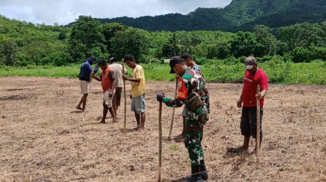 Tingkatkan Ketahanan Pangan, Babinsa Tabundung Bantu Petani Tanam Padi