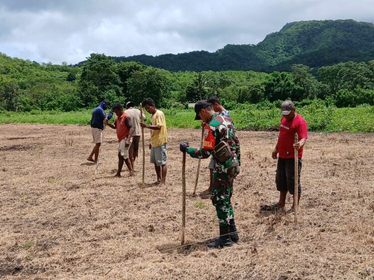 Tingkatkan Ketahanan Pangan, Babinsa Tabundung Bantu Petani Tanam Padi