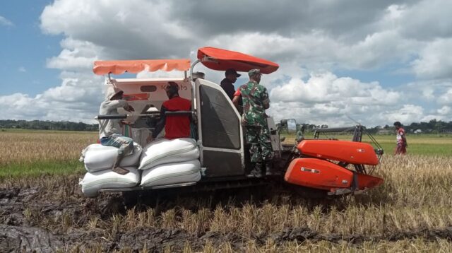 Babinsa Koramil Lewa Dampingi Petani Panen Padi Menggunakan Alat Modern