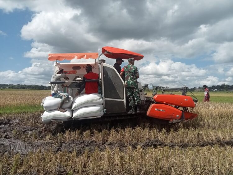 Babinsa Koramil Lewa Dampingi Petani Panen Padi Menggunakan Alat Modern Babinsa Koramil Lewa Dampingi Petani Panen Padi Menggunakan Alat Modern