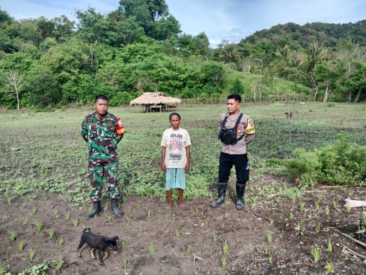 Babinsa Bersama Bhabinkamtibmas Melakukan Peninjauan Tanaman Padi Di Wilayah Binaan Babinsa Bersama Bhabinkamtibmas Melakukan Peninjauan Tanaman Padi Di Wilayah Binaan