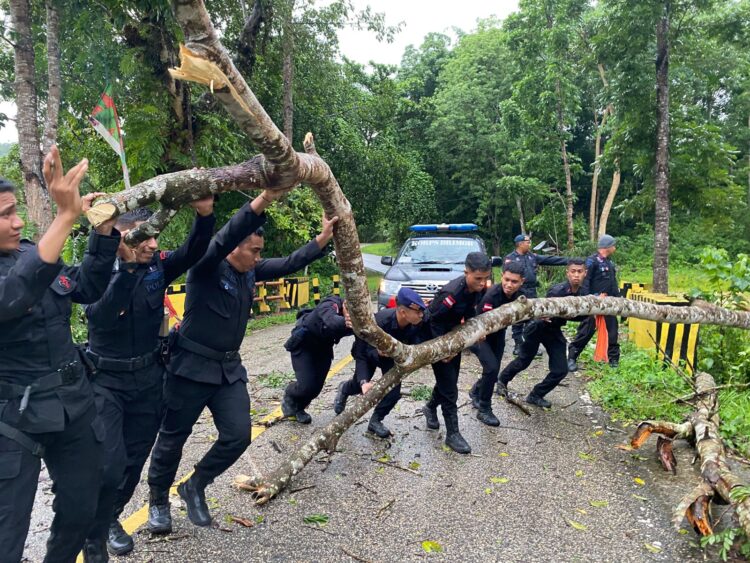 Tak Kenal Lelah, Anggota Brimob Kompi 3 Batalyon C Pelopor Sumba Tengah Evakuasi Pohon Yang Tumbang Dihutan Tana Daru