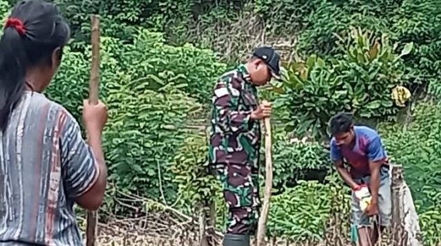 Tingkatkan Ketahanan Pangan, Babinsa Bantu Warga Tanam Jagung