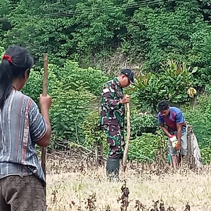 Tingkatkan Ketahanan Pangan, Babinsa Bantu Warga Tanam Jagung