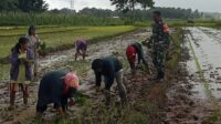 Terjun Ke Sawah, Babinsa Koramil 01/Lewa Bantu Petani Desa Laihau Tanam Padi