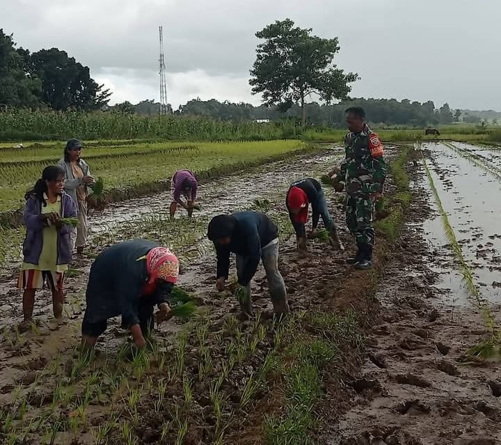 Terjun Ke Sawah, Babinsa Koramil 01/Lewa Bantu Petani Desa Laihau Tanam Padi