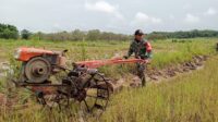 Babinsa Koramil 01/Lewa Bantu Petani Bajak Sawah Dengan Traktor