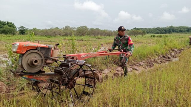 Babinsa Koramil 01/Lewa Bantu Petani Bajak Sawah Dengan Traktor