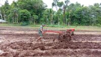 Babinsa Lewa Bantu Masyarakat Membajak Sawah Menggunakan Traktor Di Desa Binaannya