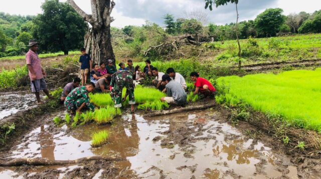 Babinsa Karera Turun Kesawah Bantu Petani Cabut Benih Padi Siap Tanam