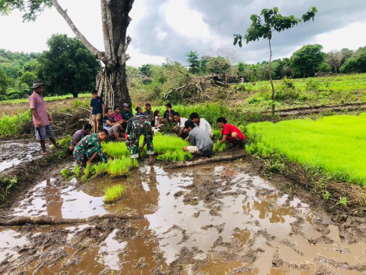 Babinsa Karera Turun Kesawah Bantu Petani Cabut Benih Padi Siap Tanam