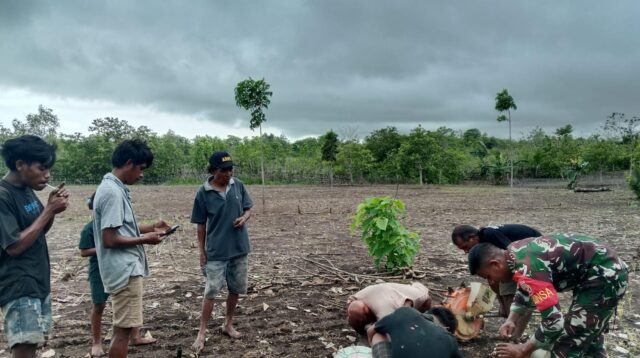 Wujudkan Ketahanan Pangan, Babinsa Pahunga Lodu Bantu Petani Tanam Padi