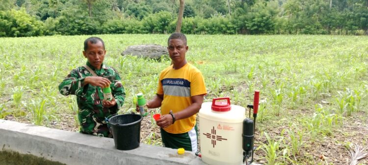 Babinsa Rindi Umalulu Melakukan Pendampingan Penyemprotan Hama Jagung Bersama Petani