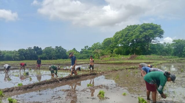 Babinsa Koramil 06/Karera Turun Langsung ke Sawah, Bantu Petani Percepat Masa Tanam Padi