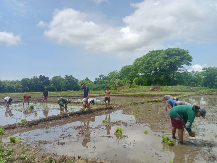 Babinsa Koramil 06/Karera Turun Langsung ke Sawah, Bantu Petani Percepat Masa Tanam Padi