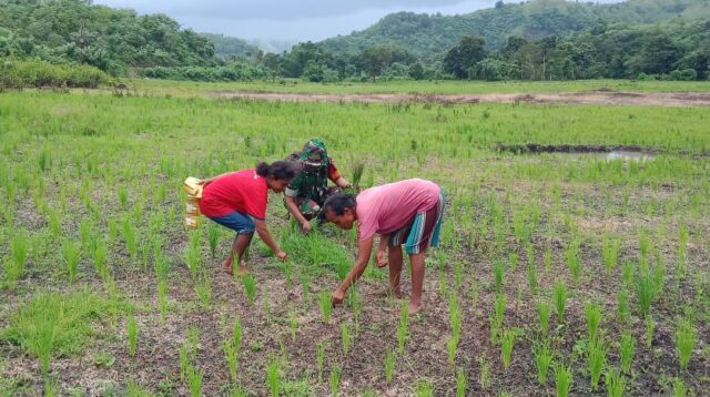 Terjun Langsung ke Sawah, Babinsa Koramil 04/Tabundung Bantu Petani Penyiangan Rumput