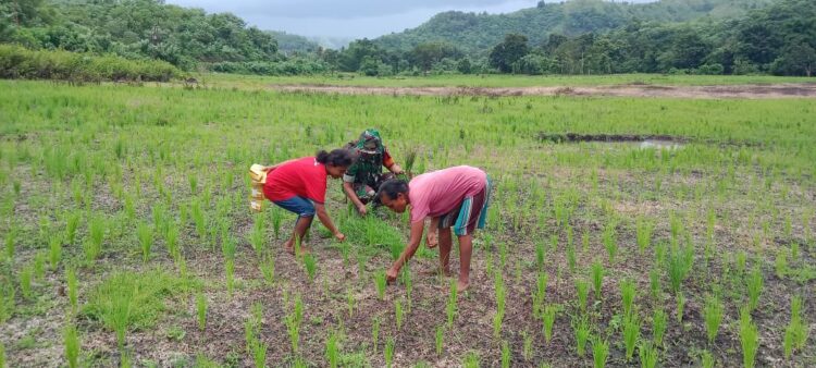 Terjun Langsung ke Sawah, Babinsa Koramil 04/Tabundung Bantu Petani Penyiangan Rumput