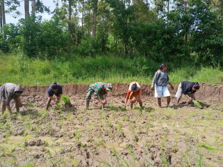 Dukung Ketahanan Pangan, Babinsa Koramil 02/Rindi Umalulu Bantu Petani Tanam Padi Dukung Ketahanan Pangan, Babinsa Koramil 02/Rindi Umalulu Bantu Petani Tanam Padi