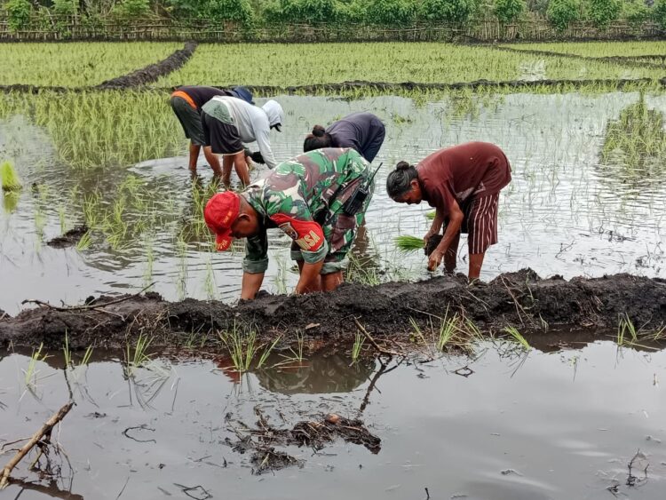 Dukung Ketahanan Pangan Wilayah, Babinsa Koramil 06/Karera Bantu Petani Tanam Padi