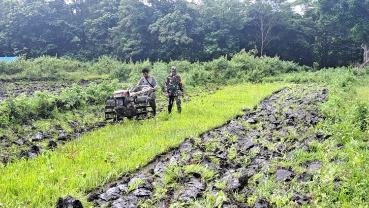Percepat Masa Tanam Babinsa Lewa Bantu Petani Bajak Sawah Dengan Traktor Percepat Masa Tanam Babinsa Lewa Bantu Petani Bajak Sawah Dengan Traktor