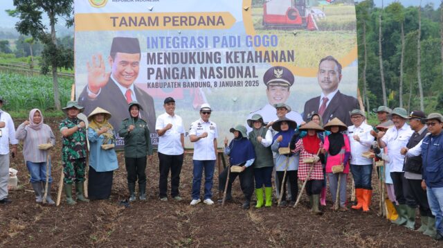 Dukung Ketahanan Pangan Prabowo, Kang DS Luncurkan Penanaman Padi Gogo di Arjasari