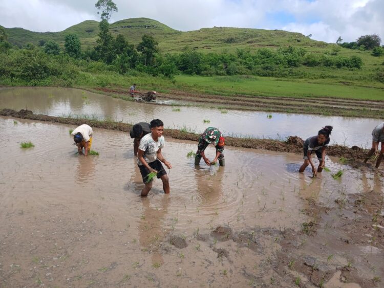 Tingkatkan Ketahanan Pangan, Babinsa Rindi Umalulu Bantu Petani Tanam Padi Tingkatkan Ketahanan Pangan, Babinsa Rindi Umalulu Bantu Petani Tanam Padi