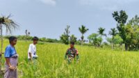 Babinsa Pratu Hebron Laksanakan Pengecekan Lahan Padi Didesa Binaannya