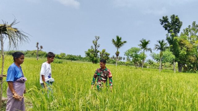 Babinsa Pratu Hebron Laksanakan Pengecekan Lahan Padi Didesa Binaannya