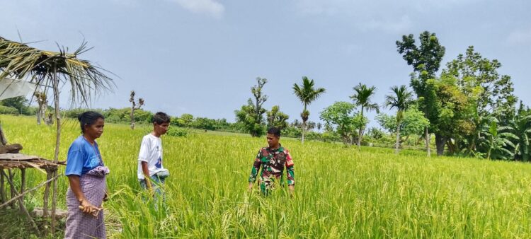 Babinsa Pratu Hebron Laksanakan Pengecekan Lahan Padi Didesa Binaannya Babinsa Pratu Hebron Laksanakan Pengecekan Lahan Padi Didesa Binaannya