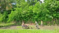 Babinsa Koramil 06/Karera Bantu Petani Desa Binaan Garap Sawah