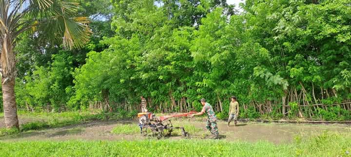 Babinsa Koramil 06/Karera Bantu Petani Desa Binaan Garap Sawah