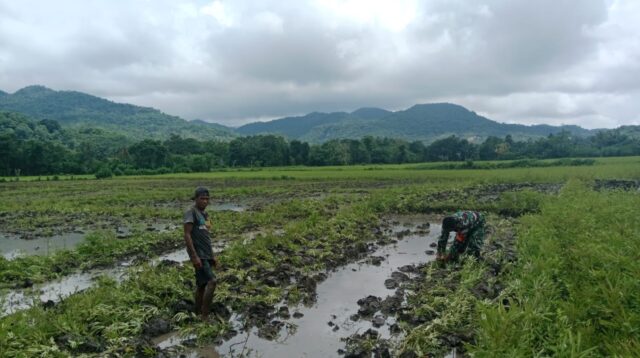 Percepat Masa Tanam, Babinsa Tabundung Bantu Petani Olah Lahan
